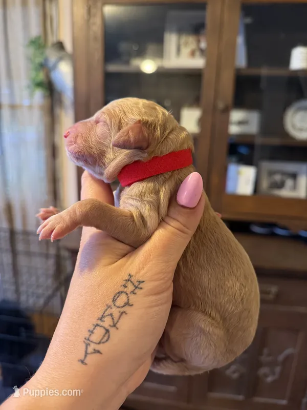 Red – Poodle - Standard  puppy for sale in Oxford, KS