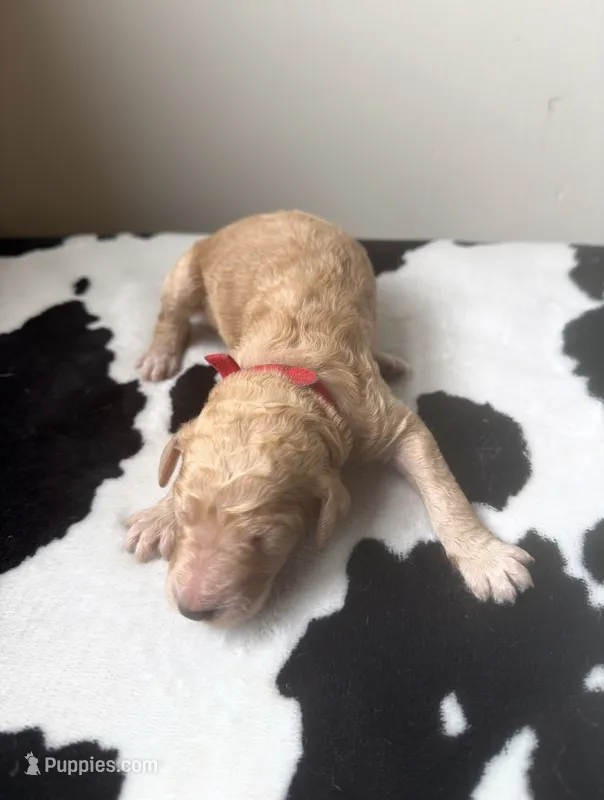 Red – Poodle - Standard  puppy for sale in Oxford, KS