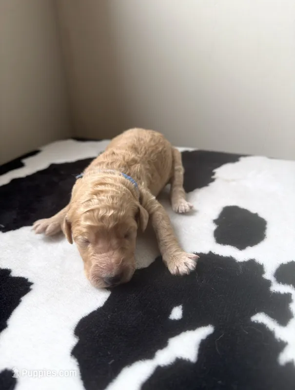 Blue – Poodle - Standard  puppy for sale in Oxford, KS
