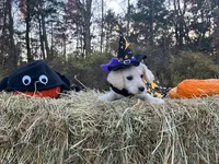 Cousin It, a female Miniature Goldendoodle for sale in Ottsville, PA – Photo 6 of 6