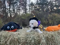 Cousin It, a female Miniature Goldendoodle for sale in Ottsville, PA – Photo 5 of 6