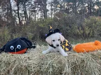 Cousin It, a female Miniature Goldendoodle for sale in Ottsville, PA – Photo 4 of 6