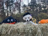 Cousin It, a female Miniature Goldendoodle for sale in Ottsville, PA – Photo 1 of 6