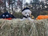 Cousin It, a female Miniature Goldendoodle for sale in Ottsville, PA – Photo 3 of 6