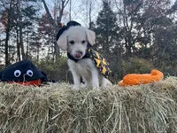 Cousin It, a female Miniature Goldendoodle for sale in Ottsville, PA – Photo 2 of 6