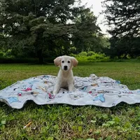Benjamin, a male Miniature Goldendoodle for sale in Ottsville, PA – Photo 5 of 6