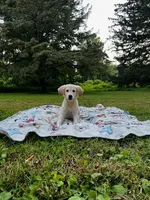 Benjamin, a male Miniature Goldendoodle for sale in Ottsville, PA – Photo 5 of 6