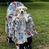 Benjamin, a male Miniature Goldendoodle for sale in Ottsville, PA – Photo 2 of 6