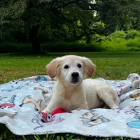 Benjamin, a male Miniature Goldendoodle for sale in Ottsville, PA – Photo 6 of 6