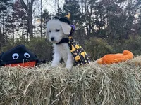 Debbie, a female Miniature Goldendoodle for sale in Ottsville, PA – Photo 1 of 4