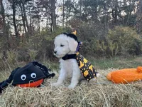 Debbie, a female Miniature Goldendoodle for sale in Ottsville, PA – Photo 3 of 4