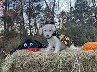 Debbie, a female Miniature Goldendoodle for sale in Ottsville, PA – Photo 4 of 4