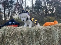 Debbie, a female Miniature Goldendoodle for sale in Ottsville, PA – Photo 2 of 4