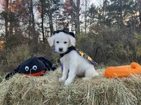 Wednesday Addams, a female Miniature Goldendoodle for sale in Ottsville, PA – Photo 5 of 5
