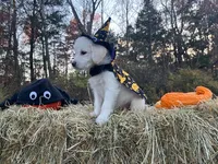 Wednesday Addams, a female Miniature Goldendoodle for sale in Ottsville, PA – Photo 1 of 5