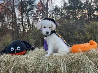 Wednesday Addams, a female Miniature Goldendoodle for sale in Ottsville, PA – Photo 4 of 5