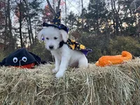 Wednesday Addams, a female Miniature Goldendoodle for sale in Ottsville, PA – Photo 3 of 5