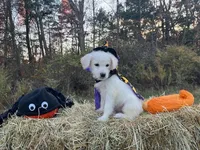 Wednesday Addams, a female Miniature Goldendoodle for sale in Ottsville, PA – Photo 2 of 5