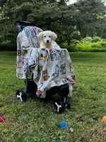 Jack, a male Miniature Goldendoodle for sale in Ottsville, PA – Photo 5 of 5