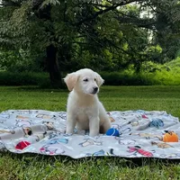 Jack, a male Miniature Goldendoodle for sale in Ottsville, PA – Photo 1 of 5