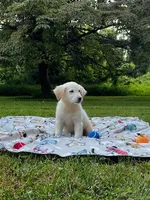 Jack, a male Miniature Goldendoodle for sale in Ottsville, PA – Photo 1 of 5