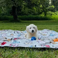 Jack, a male Miniature Goldendoodle for sale in Ottsville, PA – Photo 2 of 5