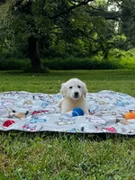 Jack, a male Miniature Goldendoodle for sale in Ottsville, PA – Photo 2 of 5