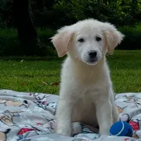 Jack, a male Miniature Goldendoodle for sale in Ottsville, PA – Photo 3 of 5