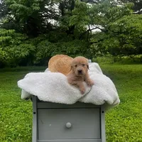 Skye, a female Miniature Goldendoodle for sale in Ottsville, PA – Photo 2 of 4