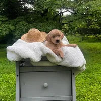 Skye, a female Miniature Goldendoodle for sale in Ottsville, PA – Photo 4 of 4