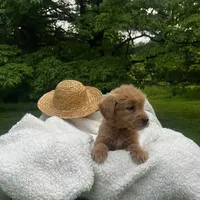 Skye, a female Miniature Goldendoodle for sale in Ottsville, PA – Photo 3 of 4
