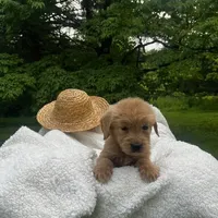 Skye, a female Miniature Goldendoodle for sale in Ottsville, PA – Photo 1 of 4