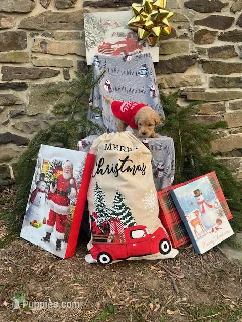 Holly, a female Miniature Labradoodle for sale in Ottsville, PA – Photo 1 of 6