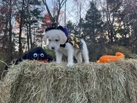 Thing Addams, a male Miniature Goldendoodle for sale in Ottsville, PA – Photo 2 of 3