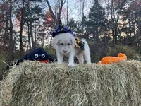 Thing Addams, a male Miniature Goldendoodle for sale in Ottsville, PA – Photo 3 of 3