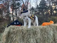 Thing Addams, a male Miniature Goldendoodle for sale in Ottsville, PA – Photo 1 of 3