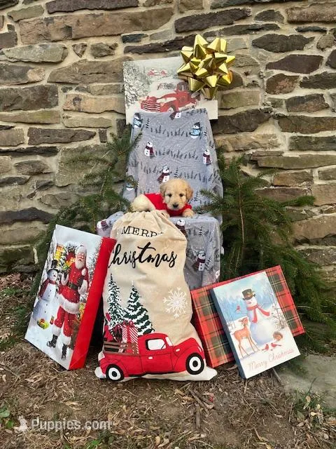 Christopher, a male Miniature Labradoodle for sale in Ottsville, PA – Photo 1 of 3