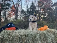 Pugsley Addams, a male Miniature Goldendoodle for sale in Ottsville, PA – Photo 3 of 4