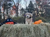 Pugsley Addams, a male Miniature Goldendoodle for sale in Ottsville, PA – Photo 2 of 4