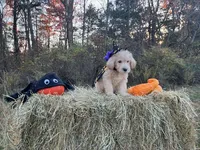 Pugsley Addams, a male Miniature Goldendoodle for sale in Ottsville, PA – Photo 4 of 4