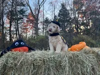 Pugsley Addams, a male Miniature Goldendoodle for sale in Ottsville, PA – Photo 1 of 4