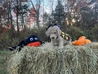 Fester Addams, a male Miniature Goldendoodle for sale in Ottsville, PA – Photo 2 of 5