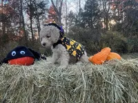 Fester Addams, a male Miniature Goldendoodle for sale in Ottsville, PA – Photo 5 of 5