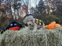 Fester Addams, a male Miniature Goldendoodle for sale in Ottsville, PA – Photo 1 of 5
