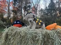 Fester Addams, a male Miniature Goldendoodle for sale in Ottsville, PA – Photo 4 of 5