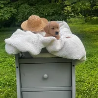 Liberty, a female Miniature Goldendoodle for sale in Ottsville, PA – Photo 4 of 4