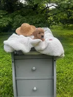 Liberty, a female Miniature Goldendoodle for sale in Ottsville, PA – Photo 4 of 4