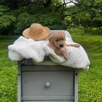 Liberty, a female Miniature Goldendoodle for sale in Ottsville, PA – Photo 2 of 4