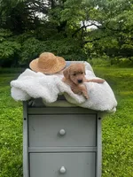 Liberty, a female Miniature Goldendoodle for sale in Ottsville, PA – Photo 2 of 4