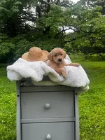 Liberty, a female Miniature Goldendoodle for sale in Ottsville, PA – Photo 3 of 4